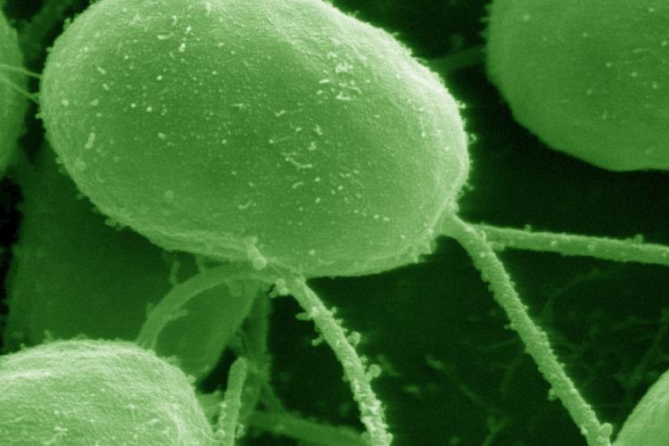 Chlamydomonas